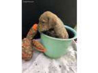 Chesapeake Bay Retriever Puppy for sale in Charlotte Hall, MD, USA