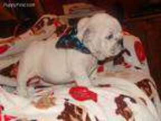 Bulldog Puppy for sale in Pollock, LA, USA