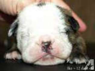 Miniature Bulldog Puppy for sale in LOUISVILLE, OH, USA