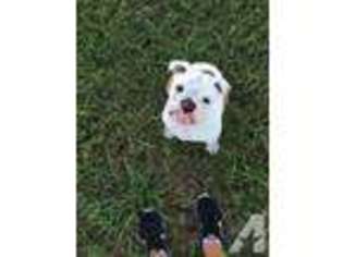 Bulldog Puppy for sale in KAUFMAN, TX, USA