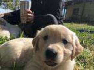 Golden Retriever Puppy for sale in Louisville, IL, USA