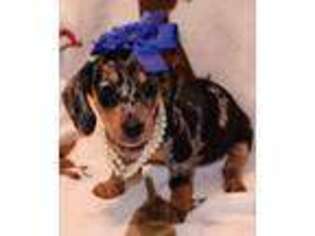 Dachshund Puppy for sale in WETHERSFIELD, CT, USA