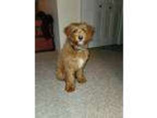 Goldendoodle Puppy for sale in Auburn, IL, USA
