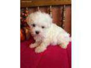 Maltese Puppy for sale in Baileyville, KS, USA
