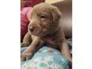 Labrador Retriever Puppy for sale in Stanardsville, VA, USA