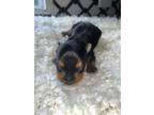 Yorkshire Terrier Puppy for sale in Sale Creek, TN, USA