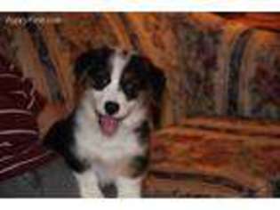 Pembroke Welsh Corgi Puppy for sale in Ralls, TX, USA