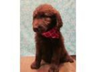 Labradoodle Puppy for sale in Lebanon, MO, USA