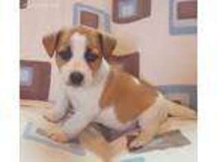 Jack Russell Terrier Puppy for sale in Arundel, ME, USA