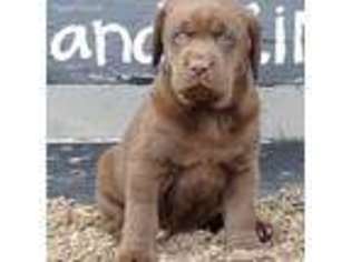 Labrador Retriever Puppy for sale in Greens Fork, IN, USA