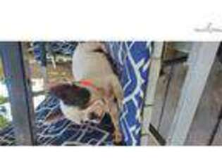 French Bulldog Puppy for sale in La Salle, CO, USA
