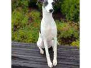 Whippet Puppy for sale in Chattanooga, TN, USA