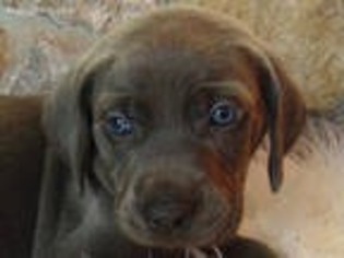 Weimaraner Puppy for sale in Cedarville, OH, USA