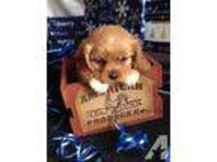 Cavalier King Charles Spaniel Puppy for sale in MITCHELL, SD, USA