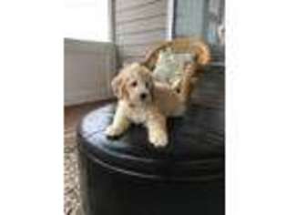 Goldendoodle Puppy for sale in Cary, NC, USA