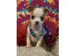 Chihuahua Puppy for sale in Torrington, CT, USA