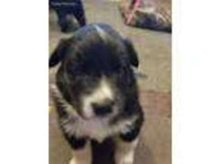 Australian Shepherd Puppy for sale in Ellicottville, NY, USA