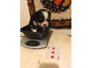 Cavalier King Charles Spaniel Puppy for sale in Applegate, MI, USA