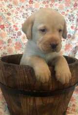 Labrador Retriever Puppy for sale in Quakertown, PA, USA