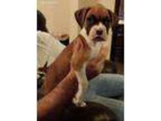 Boxer Puppy for sale in Wichita, KS, USA