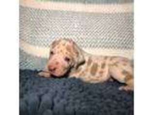 Great Dane Puppy for sale in Sedalia, MO, USA