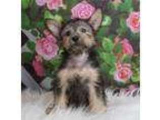 Chorkie Puppy for sale in Warsaw, IN, USA