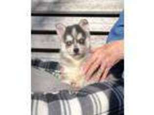Alaskan Klee Kai Puppy for sale in Salina, KS, USA