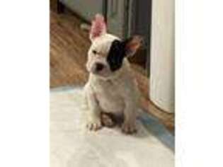 French Bulldog Puppy for sale in South Lyon, MI, USA