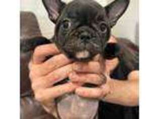 French Bulldog Puppy for sale in Spotswood, NJ, USA