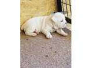 Valley Bulldog Puppy for sale in Nowata, OK, USA