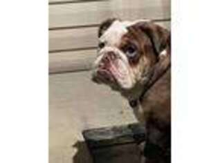 Bulldog Puppy for sale in Eubank, KY, USA