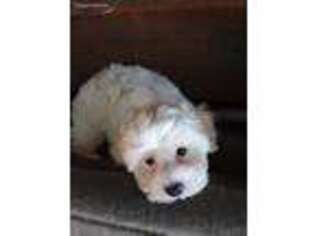 Mutt Puppy for sale in Huntington, MA, USA