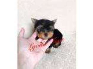 Yorkshire Terrier Puppy for sale in Hiram, GA, USA