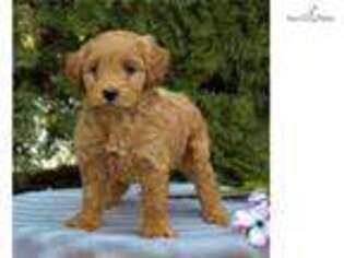 Goldendoodle Puppy for sale in Harrisburg, PA, USA