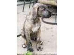 Irish Wolfhound Puppy for sale in Perryopolis, PA, USA