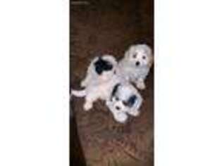 Cavapoo Puppy for sale in Bloomfield, NJ, USA