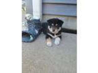 Shiba Inu Puppy for sale in Grabill, IN, USA