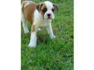 Boxer Puppy for sale in Carsonville, MI, USA