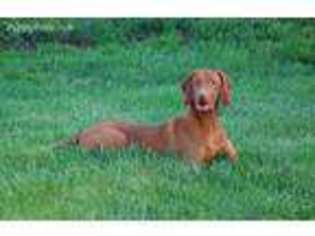 Vizsla Puppy for sale in Harlan, IA, USA
