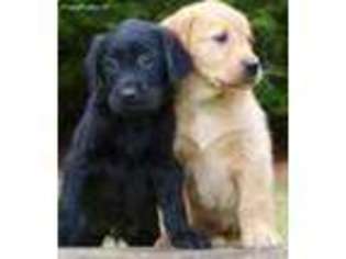 Labrador Retriever Puppy for sale in Fairfax, VA, USA