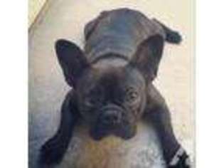 French Bulldog Puppy for sale in TRABUCO CANYON, CA, USA