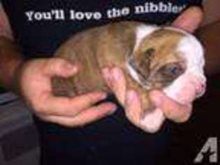 Bulldog Puppy for sale in MOUNT AIRY, NC, USA