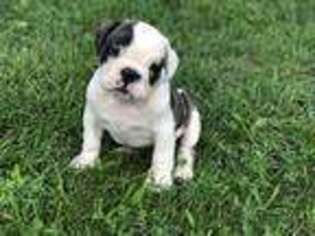 Bulldog Puppy for sale in Exeter, MO, USA