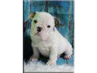 Bulldog Puppy for sale in Fort Branch, IN, USA