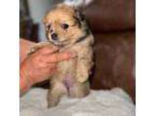 Pomeranian Puppy for sale in Parlier, CA, USA