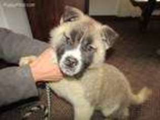 Akita Puppy for sale in Grand Rapids, MI, USA