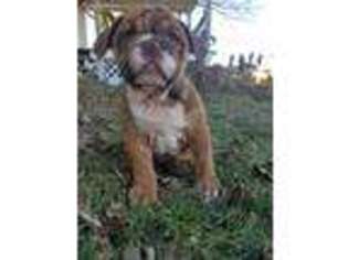 Bulldog Puppy for sale in Danville, PA, USA