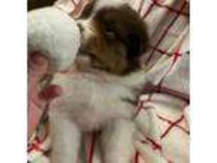Australian Shepherd Puppy for sale in Howell, NJ, USA