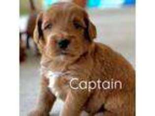 Australian Labradoodle Puppy for sale in Riverside, CA, USA