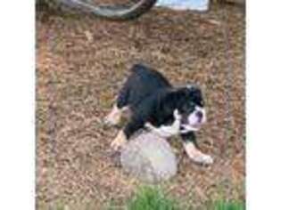 Bulldog Puppy for sale in Thorp, WI, USA